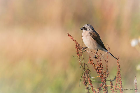 Red-backed shrike male Red-backed shrike - Lanius collurio
http://www.jungledragon.com/image/30135/red-backed_shrike_female_-_axios_river_delta_greece.html Animal,Animalia,Aves,Bird,Bulgaria,Chordata,Europe,Geotagged,Laniidae,Lanius collurio,Ognyanovo dam,Passeriformes,Passerine,Red-backed Shrike,Red-backed shrike,Sofia,Summer,Wildlife