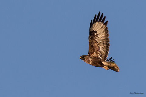 Common Buzzard Common Buzzard - Buteo buteo - caught in flight over Ognyanovo Dam, Bulgaria Accipitridae,Accipitriformes,Animal,Animalia,Aves,Bird,Bird of prey,Bulgaria,Buteo buteo,Chordata,Common buzzard,Europe,Geotagged,Ognyanovo dam,Sofia,Summer,Wildlife