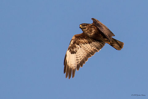 Common Buzzard - Buteo buteo - caught in flight over Ognyanovo Dam, Bulgaria Common Buzzard - Buteo buteo - caught in flight over Ognyanovo Dam, Bulgaria Accipitridae,Accipitriformes,Animal,Animalia,Aves,Bird,Bird of prey,Bulgaria,Buteo buteo,Chordata,Common buzzard,Europe,Geotagged,Ognyanovo dam,Sofia,Summer,Wildlife