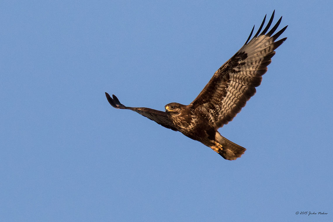 Common Buzzard caught in flight Common Buzzard - Buteo buteo - caught in flight over Ognyanovo Dam, Bulgaria Accipitridae,Accipitriformes,Animal,Animalia,Aves,Bird,Bird of prey,Bulgaria,Buteo buteo,Chordata,Common buzzard,Europe,Geotagged,Ognyanovo dam,Sofia,Summer,Wildlife