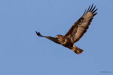 Common Buzzard caught in flight Common Buzzard - Buteo buteo - caught in flight over Ognyanovo Dam, Bulgaria Accipitridae,Accipitriformes,Animal,Animalia,Aves,Bird,Bird of prey,Bulgaria,Buteo buteo,Chordata,Common buzzard,Europe,Geotagged,Ognyanovo dam,Sofia,Summer,Wildlife