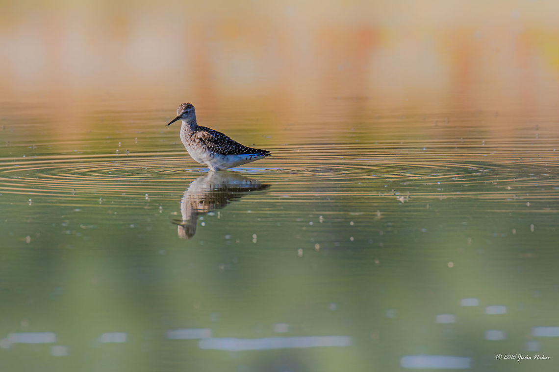 Morning twilight Wood sandpiper - Tringa glareola Animal,Animalia,Aves,Bird,Bulgaria,Charadriiformes,Chordata,Europe,Geotagged,Ognyanovo dam,Scolopacidae,Shorebird,Sofia,Summer,Tringa glareola,Wader,Wildlife,Wood Sandpiper,Wood sandpiper