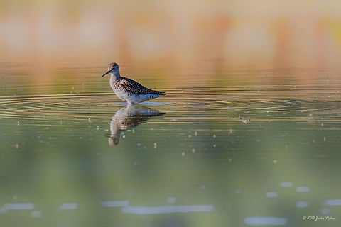 Morning twilight Wood sandpiper - Tringa glareola Animal,Animalia,Aves,Bird,Bulgaria,Charadriiformes,Chordata,Europe,Geotagged,Ognyanovo dam,Scolopacidae,Shorebird,Sofia,Summer,Tringa glareola,Wader,Wildlife,Wood Sandpiper,Wood sandpiper