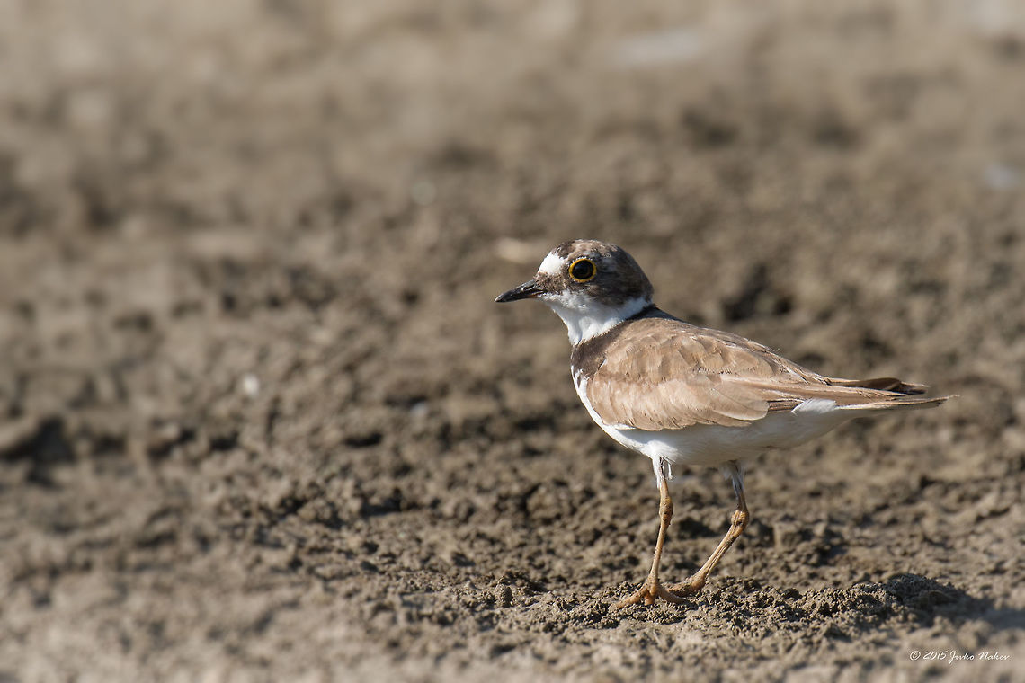 Little Ringed Plover Little Ringed Plover - Charadrius dubius Animal,Animalia,Aves,Bird,Bulgaria,Charadriidae,Charadriiformes,Charadrius dubius,Chordata,Europe,Geotagged,Little Ringed Plover,Ognyanovo dam,Sofia,Summer,Wildlife