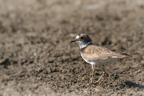 Little Ringed Plover Little Ringed Plover - Charadrius dubius Animal,Animalia,Aves,Bird,Bulgaria,Charadriidae,Charadriiformes,Charadrius dubius,Chordata,Europe,Geotagged,Little Ringed Plover,Ognyanovo dam,Sofia,Summer,Wildlife