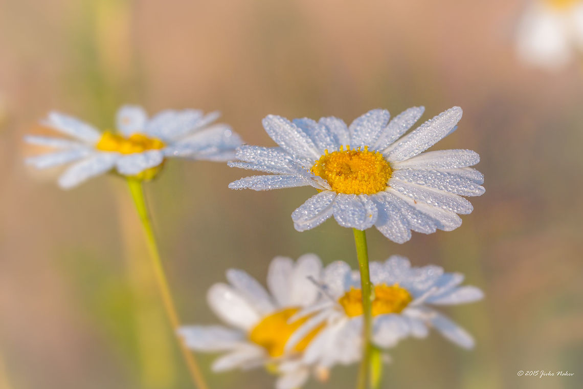 Dew Covered Scentless Feverfew Wild Flower Corymbflower tansy - Tanacetum corymbosum Asteraceae,Asterales,Bulgaria,Chrysanthemum corymbosum,Corymbflower tansy,Eudicot,Europe,Flowering Plant,Geotagged,Iskar river,Magnoliophyta,Plantae,Scentless feverfew,Sofia,Summer,Tanacetum corymbosum,Wildlife,Wood chrysanthemum,flower