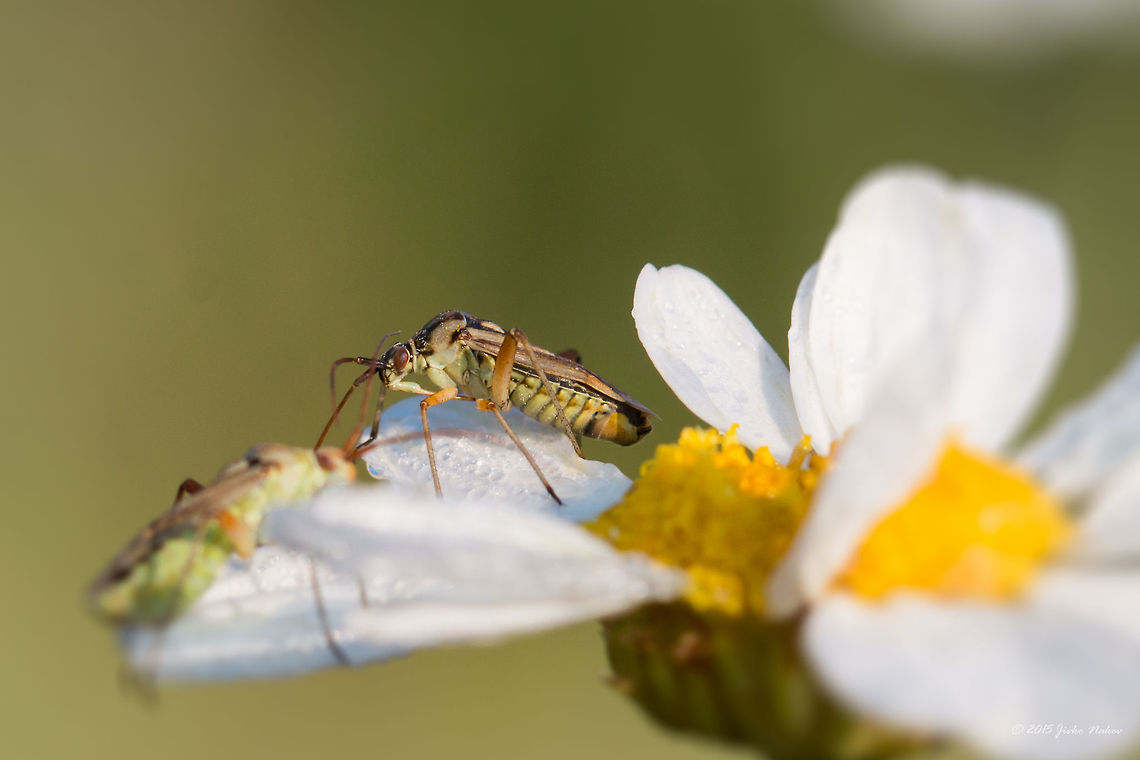 Plant bug on Tansy Wild Flower Plant bug - Calocoris roseomaculatus<br />
<figure class="photo"><a href="https://www.jungledragon.com/image/31640/plant_bug_on_tansy_wild_flower.html" title="Plant bug on Tansy Wild Flower"><img src="https://s3.amazonaws.com/media.jungledragon.com/images/1332/31640_thumb.jpg?AWSAccessKeyId=05GMT0V3GWVNE7GGM1R2&Expires=1769040010&Signature=rlFgAh8UKDjDuNe4nMkhCzxoTEI%3D" width="200" height="134" alt="Plant bug on Tansy Wild Flower Plant bug - Calocoris roseomaculatus<br />
http://www.jungledragon.com/image/31639/plant_bug_on_tansy_wild_flower.html Animal,Animalia,Arthropoda,Asteraceae,Asterales,Bulgaria,Calocoris roseomaculatus,Chrysanthemum corymbosum,Corymbflower tansy,Eudicot,Europe,Flowering Plant,Hemiptera,Insecta,Iskar river,Magnoliophyta,Miridae,Plant bug,Plantae,Scentless feverfew" /></a></figure> Animal,Animalia,Arthropoda,Asteraceae,Asterales,Bulgaria,Calocoris roseomaculatus,Chrysanthemum corymbosum,Corymbflower tansy,Eudicot,Europe,Flowering Plant,Hemiptera,Insecta,Iskar river,Magnoliophyta,Miridae,Plant bug,Plantae,Scentless feverfew
