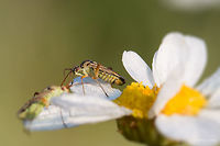 Plant bug on Tansy Wild Flower Plant bug - Calocoris roseomaculatus<br />
http://www.jungledragon.com/image/31640/plant_bug_on_tansy_wild_flower.html Animal,Animalia,Arthropoda,Asteraceae,Asterales,Bulgaria,Calocoris roseomaculatus,Chrysanthemum corymbosum,Corymbflower tansy,Eudicot,Europe,Flowering Plant,Hemiptera,Insecta,Iskar river,Magnoliophyta,Miridae,Plant bug,Plantae,Scentless feverfew