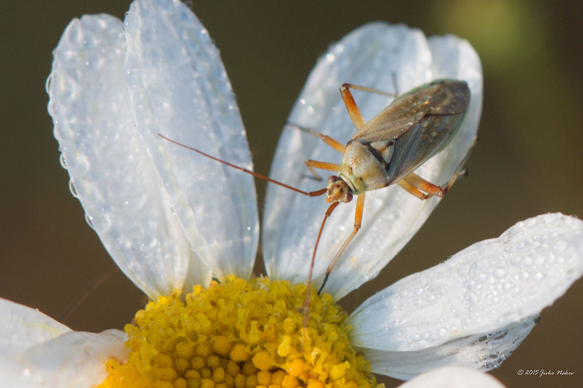 Plant bug on Tansy Wild Flower Plant bug - Calocoris roseomaculatus<br />
<figure class="photo"><a href="https://www.jungledragon.com/image/31639/plant_bug_on_tansy_wild_flower.html" title="Plant bug on Tansy Wild Flower"><img src="https://s3.amazonaws.com/media.jungledragon.com/images/1332/31639_thumb.jpg?AWSAccessKeyId=05GMT0V3GWVNE7GGM1R2&Expires=1759968010&Signature=f3UuUezq1%2BTPZThin64Qu0Fki%2Fo%3D" width="200" height="134" alt="Plant bug on Tansy Wild Flower Plant bug - Calocoris roseomaculatus<br />
http://www.jungledragon.com/image/31640/plant_bug_on_tansy_wild_flower.html Animal,Animalia,Arthropoda,Asteraceae,Asterales,Bulgaria,Calocoris roseomaculatus,Chrysanthemum corymbosum,Corymbflower tansy,Eudicot,Europe,Flowering Plant,Hemiptera,Insecta,Iskar river,Magnoliophyta,Miridae,Plant bug,Plantae,Scentless feverfew" /></a></figure> Animal,Animalia,Arthropoda,Asteraceae,Asterales,Bulgaria,Calocoris roseomaculatus,Chrysanthemum corymbosum,Corymbflower tansy,Eudicot,Europe,Flowering Plant,Hemiptera,Insecta,Iskar river,Magnoliophyta,Miridae,Plant bug,Plantae,Scentless feverfew