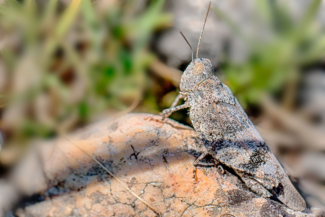 Red-winged Grasshopper Red-winged Grasshopper  - Oedipoda germanica Acrididae,Animal,Animalia,Arthropoda,Besaparski hills protected area,Bulgaria,Europe,Geotagged,Insecta,Natura 2000,Oedipoda germanica,Orthoptera,Red-winged Grasshopper,Red-winged grasshopper,Rhodope mountains,Short-horned Grasshopper,Summer,Wildlife