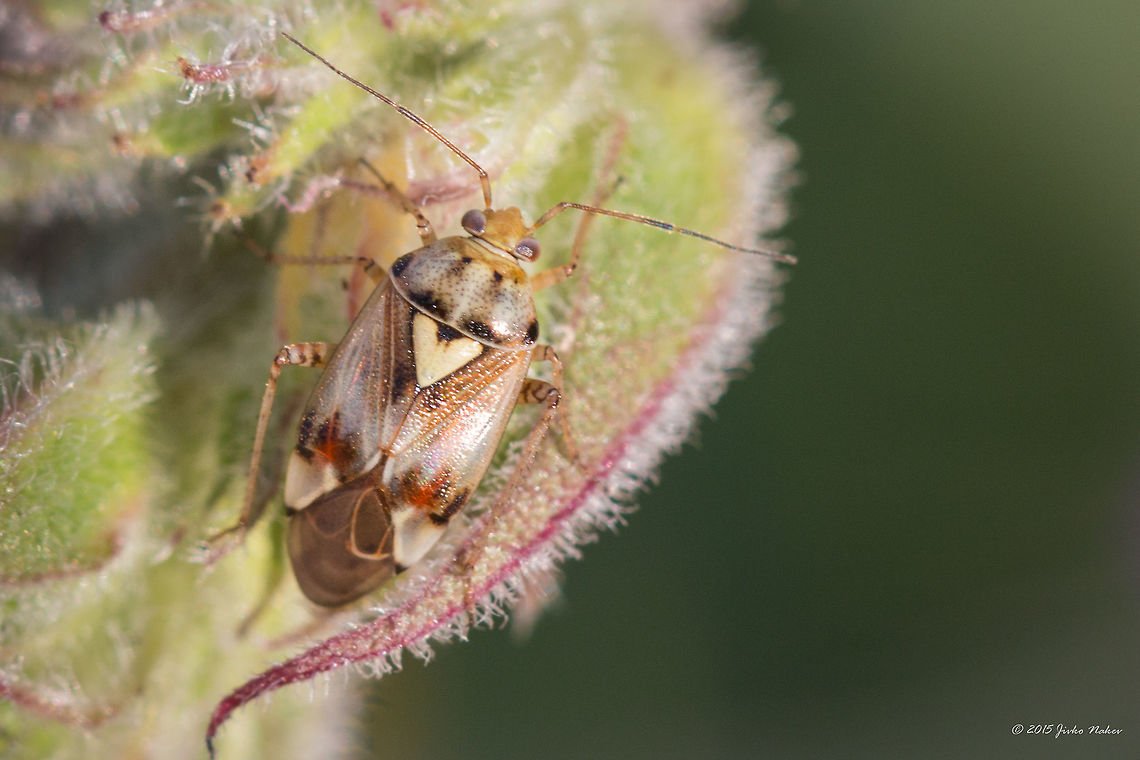 Lygus plant bug Lygus pratensis - unfortunately not the best photo! Agricultural pest,Animal,Animalia,Arthropoda,Bulgaria,Europe,Geotagged,Hemiptera,Insecta,Lygus plant bug,Lygus pratensis,Miridae,Summer,Vitosha Mountain Nature Park,Wildlife