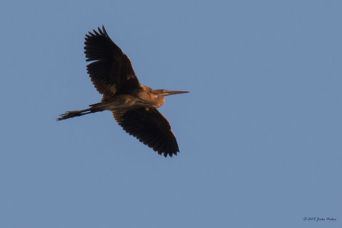 Purple heron - Ardea purpurea Purple heron flying over Aldomirovtsi marsh, Western Bulgaria Aldomirovtsi marsh,Animal,Animalia,Ardea purpurea,Ardeidae,Aves,Bird,Bulgaria,Chordata,Europe,Geotagged,Pelecaniformes,Purple Heron,Purple heron,Summer,Wetland,Wildlife