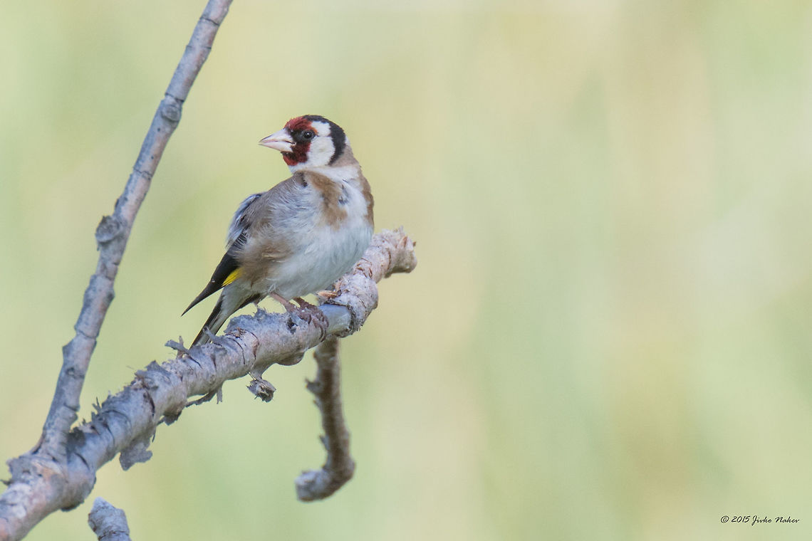 Goldfinch Perched on Dry Tree Branch European Goldfinch - Carduelis carduelis Animal,Animalia,Aves,Beak,Bill,Bird,Branch,Bulgaria,Carduelis carduelis,Chordata,Dragoman marsh,Europe,European Goldfinch,European goldfinch,Feathers,Finch,Forked tail,Fringillidae,Passeriformes,Passerine