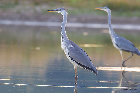 Grey Herons Juveniles Lit by Rising Sun Rays Captured early morning in a small pond at Ognyanovo Dam, not far away from Sofia, Bulgaria. I managed to take a couple of photos only in 45 sec before they flew away. Animal,Animalia,Ardea cinerea,Ardeidae,Art photography,Aves,Bird,Bulgaria,Chordata,Europe,Geotagged,Grey heron,Morning,Nature,Ognyanovo dam,Pelecaniformes,Sofia,Summer,Sunrise,Twilight