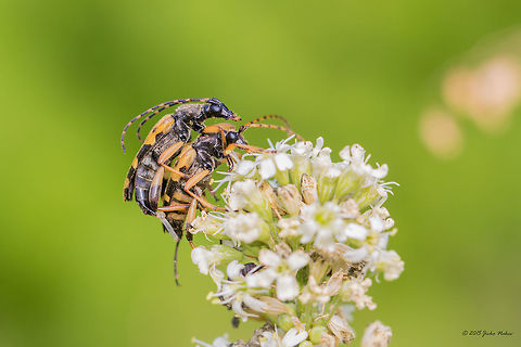 Spotted Longhorn Adults Only Spotted Longhorn Mating Couple - Rutpela maculata Animal,Animalia,Art photography,Arthropoda,Bistrishko Branishte Nature Reserve,Bulgaria,Cerambycidae,Coleoptera,Europe,Geotagged,Insecta,Nature,Rutpela maculata,Spotted Longhorn,Summer,Vitosha Mountain Nature Park,Wildlife
