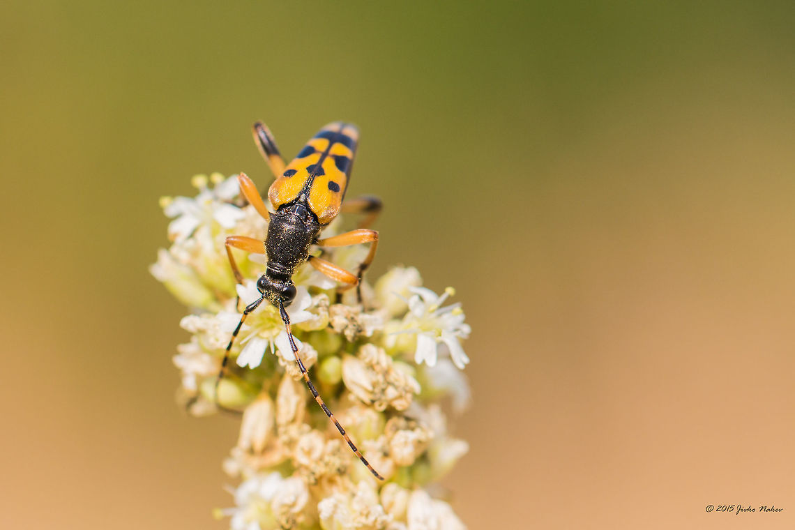 Spotted Longhorn Spotted Longhorn - Rutpela maculata Animal,Animalia,Art photography,Arthropoda,Bistrishko Branishte Nature Reserve,Bulgaria,Cerambycidae,Coleoptera,Europe,Geotagged,Insecta,Nature,Rutpela maculata,Spotted Longhorn,Summer,Vitosha Mountain Nature Park,Wildlife