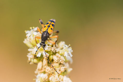Spotted Longhorn Spotted Longhorn - Rutpela maculata Animal,Animalia,Art photography,Arthropoda,Bistrishko Branishte Nature Reserve,Bulgaria,Cerambycidae,Coleoptera,Europe,Geotagged,Insecta,Nature,Rutpela maculata,Spotted Longhorn,Summer,Vitosha Mountain Nature Park,Wildlife