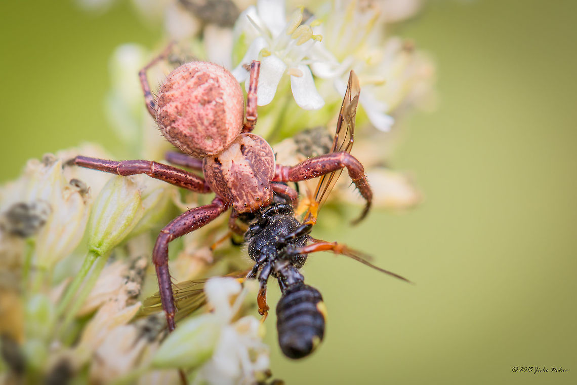 Xysticus Crab Spider With Prey The Genus Xysticus consists of about 360 species. From 71 encountered in Europe about 30 are recorded in Bulgaria. Xysticus are dark brown or reddish-brown crab spiders often encountered on weeds or trees. While similar to the 'flower spiders', they tend to have shorter, sturdier legs. The species are often very similar to each other, and in most cases can be distinguished only by a microscopic examination of the reproductive organs. Animal,Animalia,Arachnida,Araneae,Arthropoda,Bulgaria,Crab spider,Dendrarium Botanical Garden,Geotagged,Summer,Thomisidae,Vitosha Mountain Nature Park,Wildlife,Xysticus sp.