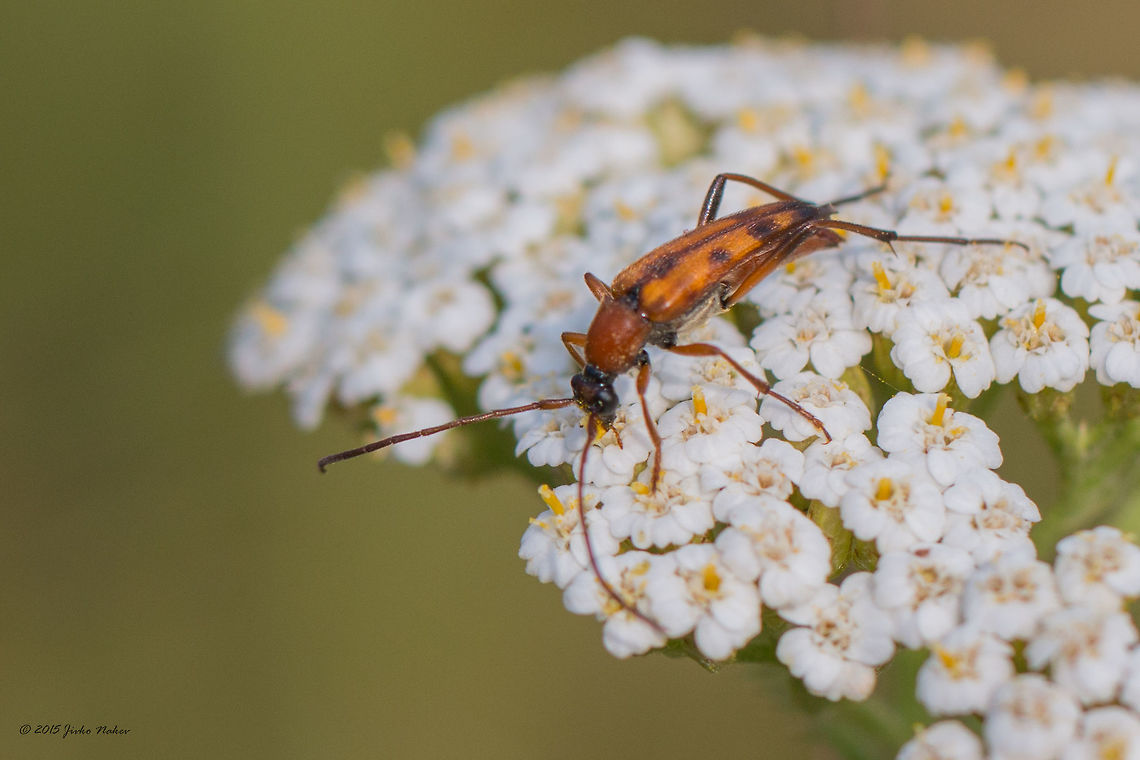 Seven-spotted longhorn flower beetle - Stenurella septempunctata This is the only photo I managed to take. Animal,Animalia,Arthropoda,Bulgaria,Cerambycidae,Coleoptera,Dendrarium Botanical Garden,Europe,Geotagged,Insecta,Longhorn beetle,Seven-spotted longhorn flower beetle,Stenurella septempunctata,Summer,Vitosha Mountain Nature Park,Wildlife