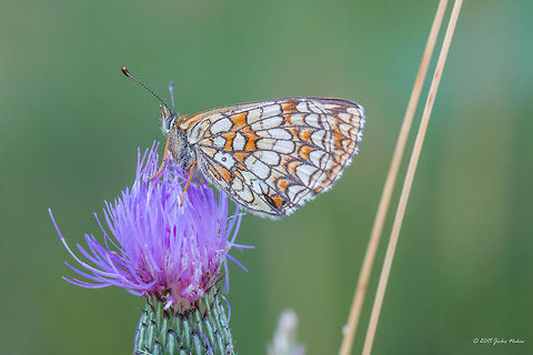 Melitaea Brush-footed Butterfly Melitaea sp., most probably M.athalia, but could be as well M.aurelia or M.britomartis. But what's confusing me is that neither of them has the dot visible in the postbasal area of the hindwing! Animal,Animalia,Arthropoda,Brush-footed butterfly,Bulgaria,Europe,Geotagged,Insecta,Lepidoptera,Melitaea sp.,Nymphalidae,Summer,Vitosha Mountain Nature Park,Wildlife