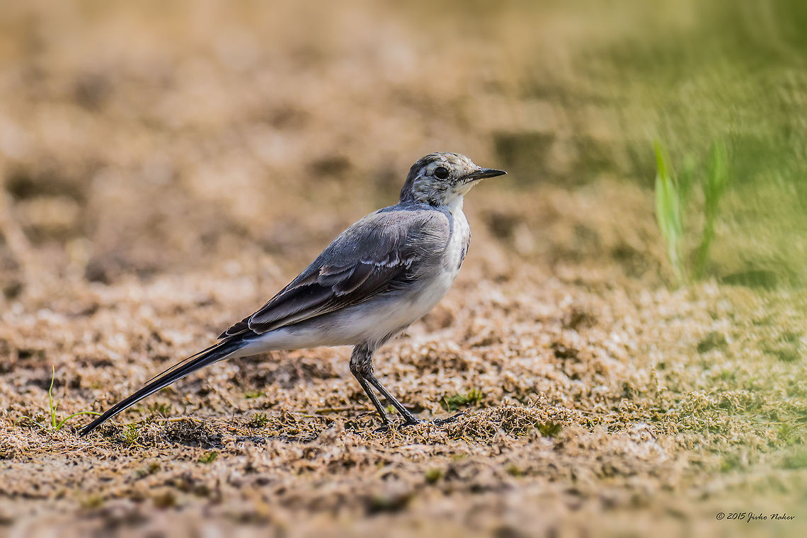 White Wagtail Juvenile White Wagtail - Motacilla alba Animal,Animalia,Art photography,Aves,Bird,Bulgaria,Chordata,Europe,Geotagged,Motacilla alba,Motacilla alba alba,Motacillidae,Nature,Ognyanovo dam,Passeriformes,Passerine,Sofia,Summer,White wagtail,Wildlife