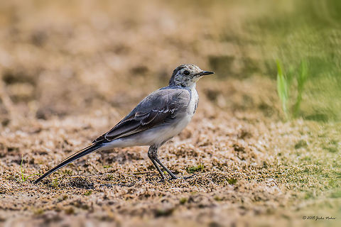 White Wagtail Juvenile White Wagtail - Motacilla alba Animal,Animalia,Art photography,Aves,Bird,Bulgaria,Chordata,Europe,Geotagged,Motacilla alba,Motacilla alba alba,Motacillidae,Nature,Ognyanovo dam,Passeriformes,Passerine,Sofia,Summer,White wagtail,Wildlife