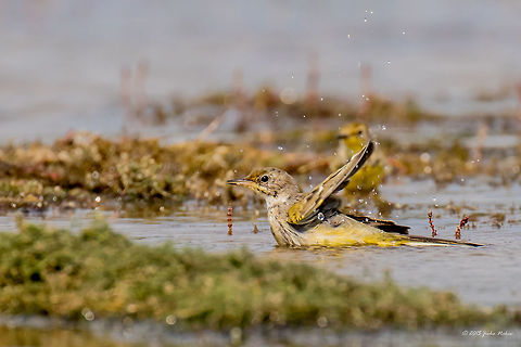 Yellow-crowned wagtail juvenile - Bath time Yellow-crowned wagtail - Motacilla flava flavissima
http://www.jungledragon.com/image/32020/yellow-crowned_wagtail_juvenile.html Animal,Animalia,Aves,Bird,Bulgaria,Chordata,Europe,Geotagged,Motacilla flava,Motacilla flava flavissima,Motacillidae,Ognyanovo dam,Passeriformes,Passerine,Sofia,Summer,Wildlife,Yellow Wagtail,Yellow-crowned wagtail