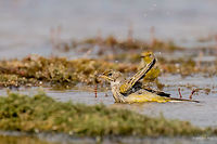 Yellow-crowned wagtail juvenile - Bath time Yellow-crowned wagtail - Motacilla flava flavissima<br />
http://www.jungledragon.com/image/32020/yellow-crowned_wagtail_juvenile.html Animal,Animalia,Aves,Bird,Bulgaria,Chordata,Europe,Geotagged,Motacilla flava,Motacilla flava flavissima,Motacillidae,Ognyanovo dam,Passeriformes,Passerine,Sofia,Summer,Wildlife,Yellow Wagtail,Yellow-crowned wagtail