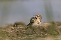 Yellow-crowned wagtail juvenile Yellow-crowned wagtail - Motacilla flava flavissima<br />
http://www.jungledragon.com/image/32019/yellow-crowned_wagtail_juvenile_-_bath_time.html Animal,Animalia,Aves,Bird,Bulgaria,Chordata,Europe,Geotagged,Motacilla flava,Motacilla flava flavissima,Motacillidae,Ognyanovo dam,Passeriformes,Passerine,Sofia,Summer,Wildlife,Yellow Wagtail,Yellow-crowned wagtail