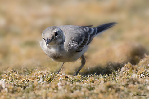 What's going on here White wagtail juvenile - Motacilla alba Animal,Animalia,Art photography,Aves,Bird,Bulgaria,Chordata,Europe,Geotagged,Lake,Motacilla alba,Motacilla alba alba,Motacillidae,Nature,Ognyanovo dam,Passeriformes,Passerine,Sofia,Summer,White wagtail