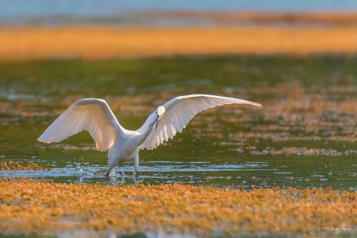 Golden pond Little egret - Egretta garzetta Animal,Animalia,Ardeidae,Art photography,Aves,Bird,Bulgaria,Chordata,Egretta garzetta,Europe,Geotagged,Lake,Little Egret,Little egret,Nature,Ognyanovo dam,Pelecaniformes,Sofia,Summer,Sunset