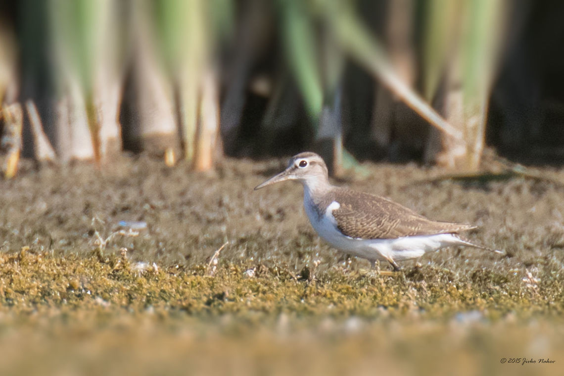 Common sandpiper Common sandpiper - Actitis hypoleucos Actitis hypoleucos,Animal,Animalia,Aves,Bird,Bulgaria,Charadriiformes,Chordata,Common sandpiper,Europe,Geotagged,Ognyanovo dam,Scolopacidae,Shorebird,Sofia,Summer,Wader,Wildlife