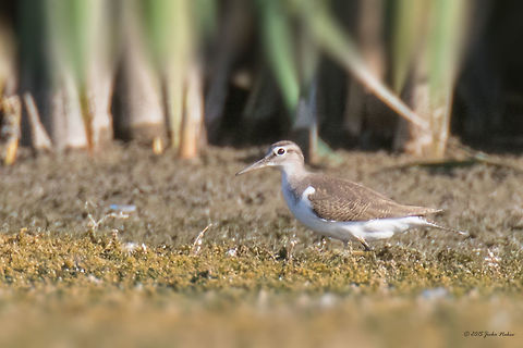 Common sandpiper Common sandpiper - Actitis hypoleucos Actitis hypoleucos,Animal,Animalia,Aves,Bird,Bulgaria,Charadriiformes,Chordata,Common sandpiper,Europe,Geotagged,Ognyanovo dam,Scolopacidae,Shorebird,Sofia,Summer,Wader,Wildlife