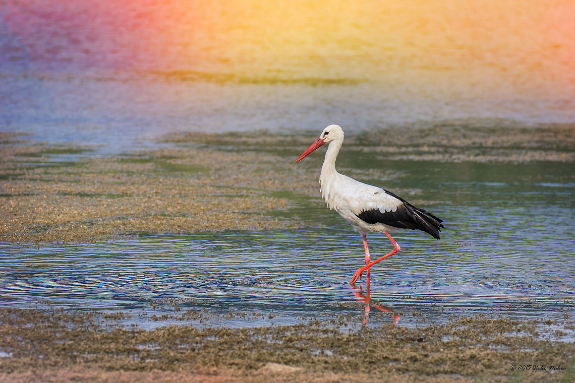 Walking White stork - Ciconia ciconia Animal,Animalia,Aves,Bird,Bulgaria,Chordata,Ciconia ciconia,Ciconiformes,Ciconiidae,Europe,Geotagged,Ognyanovo dam,Sofia,Summer,Wading birds,White Stork,Wildlife