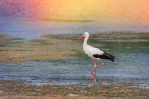 Walking White stork - Ciconia ciconia Animal,Animalia,Aves,Bird,Bulgaria,Chordata,Ciconia ciconia,Ciconiformes,Ciconiidae,Europe,Geotagged,Ognyanovo dam,Sofia,Summer,Wading birds,White Stork,Wildlife