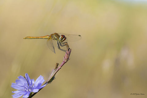 Red-veined Darter Dragonfly Red-veined darter male - Sympetrum fonscolombii Animal,Animalia,Art photography,Arthropoda,Bulgaria,Dragonfly,Geotagged,Insecta,Libellulidae,Morning,Nature,Nomad,Odonata,Percher,Red-veined Darter,Skimmer,Summer,Sunrise,Sympetrum fonscolombii,Wildlife