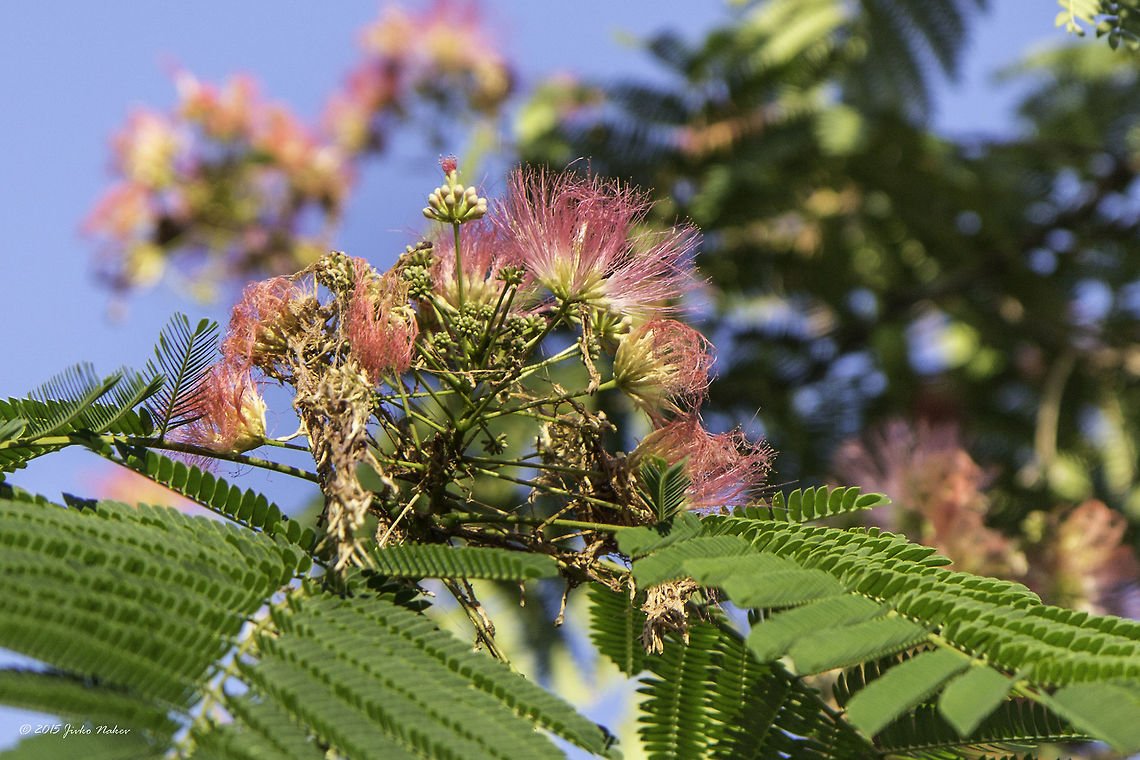 Persian silk tree flower Silk tree - Albizia julibrissin<br />
<figure class="photo"><a href="https://www.jungledragon.com/image/32368/silk_tree_stretching_over_a_small_street_in_sofia.html" title="Silk tree stretching over a small street in Sofia"><img src="https://s3.amazonaws.com/media.jungledragon.com/images/1332/32368_thumb.jpg?AWSAccessKeyId=05GMT0V3GWVNE7GGM1R2&Expires=1767225610&Signature=R1NoLJoQgbSULLtWfeeHbPUnbeI%3D" width="200" height="134" alt="Silk tree stretching over a small street in Sofia Silk tree - Albizia julibrissin<br />
http://www.jungledragon.com/image/32367/persian_silk_tree_flower.html Albizia julibrissin,Bulgaria,Eudicot,Europe,Fabaceae,Fabales,Flowering Plant,Geotagged,Magnoliophyta,Persian Silk Tree,Persian silk tree,Pink silk tree,Plantae,Sofia,Summer,Wildlife,flower" /></a></figure> Albizia julibrissin,Bulgaria,Eudicot,Europe,Fabaceae,Fabales,Flowering Plant,Geotagged,Magnoliophyta,Persian Silk Tree,Persian silk tree,Pink silk tree,Plantae,Sofia,Summer,Wildlife,flower