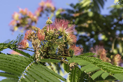 Persian silk tree flower Silk tree - Albizia julibrissin
http://www.jungledragon.com/image/32368/silk_tree_stretching_over_a_small_street_in_sofia.html Albizia julibrissin,Bulgaria,Eudicot,Europe,Fabaceae,Fabales,Flowering Plant,Geotagged,Magnoliophyta,Persian Silk Tree,Persian silk tree,Pink silk tree,Plantae,Sofia,Summer,Wildlife,flower