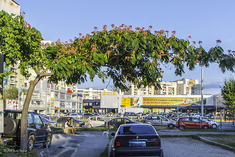 Silk tree stretching over a small street in Sofia Silk tree - Albizia julibrissin
http://www.jungledragon.com/image/32367/persian_silk_tree_flower.html Albizia julibrissin,Bulgaria,Eudicot,Europe,Fabaceae,Fabales,Flowering Plant,Geotagged,Magnoliophyta,Persian Silk Tree,Persian silk tree,Pink silk tree,Plantae,Sofia,Summer,Wildlife,flower