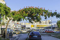 Silk tree stretching over a small street in Sofia Silk tree - Albizia julibrissin<br />
http://www.jungledragon.com/image/32367/persian_silk_tree_flower.html Albizia julibrissin,Bulgaria,Eudicot,Europe,Fabaceae,Fabales,Flowering Plant,Geotagged,Magnoliophyta,Persian Silk Tree,Persian silk tree,Pink silk tree,Plantae,Sofia,Summer,Wildlife,flower