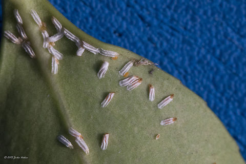 Euonymus scale Euonymus scale - Unaspis euonymi Animal,Animalia,Arthropoda,Bulgaria,Coccoidea,Diaspididae,Euonymus scale,Europe,Fall,Geotagged,Hemiptera,Insecta,Pest,Scale insects,Sofia,Unaspis euonymi,Wildlife