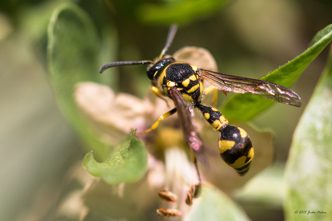 Mediterranean potter wasp Potter wasp - Eumenes mediterraneus mediterraneus Animal,Animalia,Arthropoda,Bulgaria,Eumenes mediterraneus mediterraneus,Europe,Fall,Geotagged,Hymenoptera,Insecta,Potter wasp,Sofia,Vespidae,Vespoidea,Wildlife