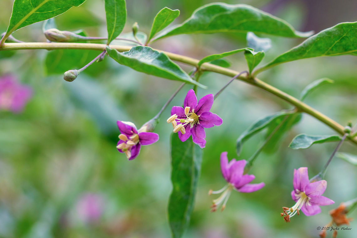 Goji berry Duke of Aegyll&#039;s tea tree - Lycium barbarum Bulgaria,Chinese wolfberry,Eudicot,Europe,Fall,Flowering Plant,Geotagged,Himalayan goji,Lycium barbarum,Magnoliophyta,Matrimony vine,Nightshades,Plantae,Sofia,Solanaceae,Solanales,Wildlife,flower