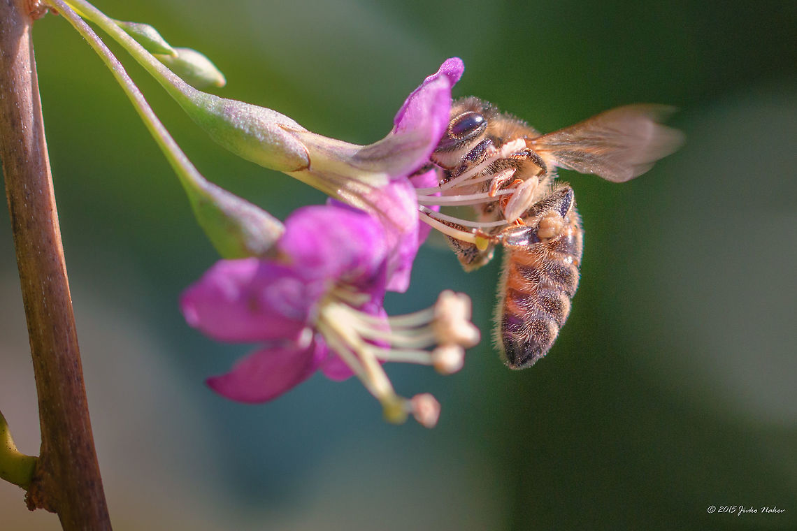 Honey bee on Goji berry flower Carniolan honey bee - Apis mellifera carnica Animal,Animalia,Apidae,Apis mellifera carnica,Apoidea,Arthropoda,Bulgaria,Carniolan bee,Carniolan honey bee,Europe,Fall,Geotagged,Honeybee,Hymenoptera,Insecta,Sofia,Wildlife