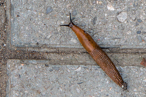 Red slug European red slug - Arion rufus Air-breathing land slugs,Animal,Animalia,Arion rufus,Arionidae,Arionoidea,Bulgaria,Chocolate arion,Europe,Fall,Gastropoda,Geotagged,Mollusca,Red slug,Sofia,Wildlife