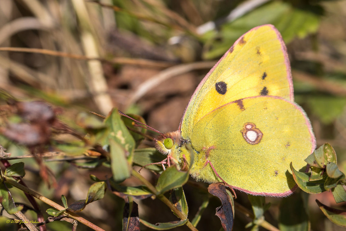 Berger's clouded yellow butterfly Berger&#039;s clouded yellow - Colias sareptensis Animal,Animalia,Arthropoda,Berger's clouded yellow,Bergers Clouded Yellow,Bulgaria,Colias alfacariensis,Colias australis,Colias sareptensis,Europe,Fall,Geotagged,Insecta,Lepidoptera,Pieridae,Vitosha Mountain Nature Park,Wildlife