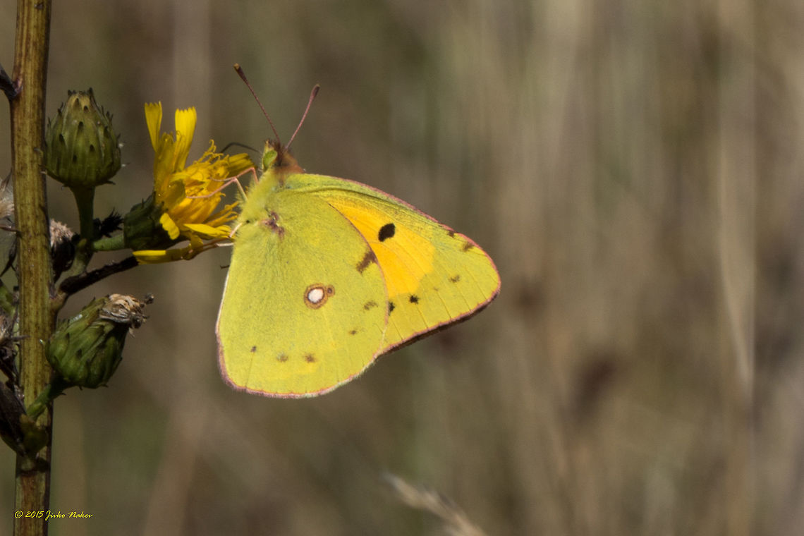Dark Clouded Yellow Butterfly Dark Clouded Yellow - Colias croceus Animal,Animalia,Arthropoda,Bulgaria,Colias croceus,Dark Clouded Yellow,Fall,Geotagged,Insecta,Lepidoptera,Pieridae,Wildlife