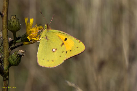 Dark Clouded Yellow Butterfly Dark Clouded Yellow - Colias croceus Animal,Animalia,Arthropoda,Bulgaria,Colias croceus,Dark Clouded Yellow,Fall,Geotagged,Insecta,Lepidoptera,Pieridae,Wildlife