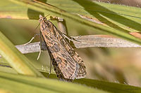 Rush Veneer Grass Moth Rush Veneer - Nomophila noctuella<br />
http://www.jungledragon.com/image/32906/rush_veneer_grass_moth.html Animal,Animalia,Arthropoda,Bulgaria,Crambidae,Europe,Fall,Geotagged,Grass moth,Insecta,Lepidoptera,Moth Week 2018,Nomophila noctuella,Rush veneer,Vitosha Mountain Nature Park,Wildlife