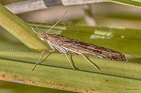 Rush Veneer Grass Moth Rush Veneer - Nomophila noctuella<br />
http://www.jungledragon.com/image/32905/rush_veneer_grass_moth.html Animal,Animalia,Arthropoda,Bulgaria,Crambidae,Europe,Fall,Geotagged,Grass moth,Insecta,Lepidoptera,Nomophila noctuella,Rush veneer,Vitosha Mountain Nature Park,Wildlife